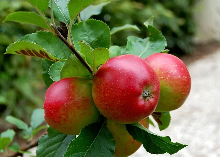 The Avalon - Altstadt 3*